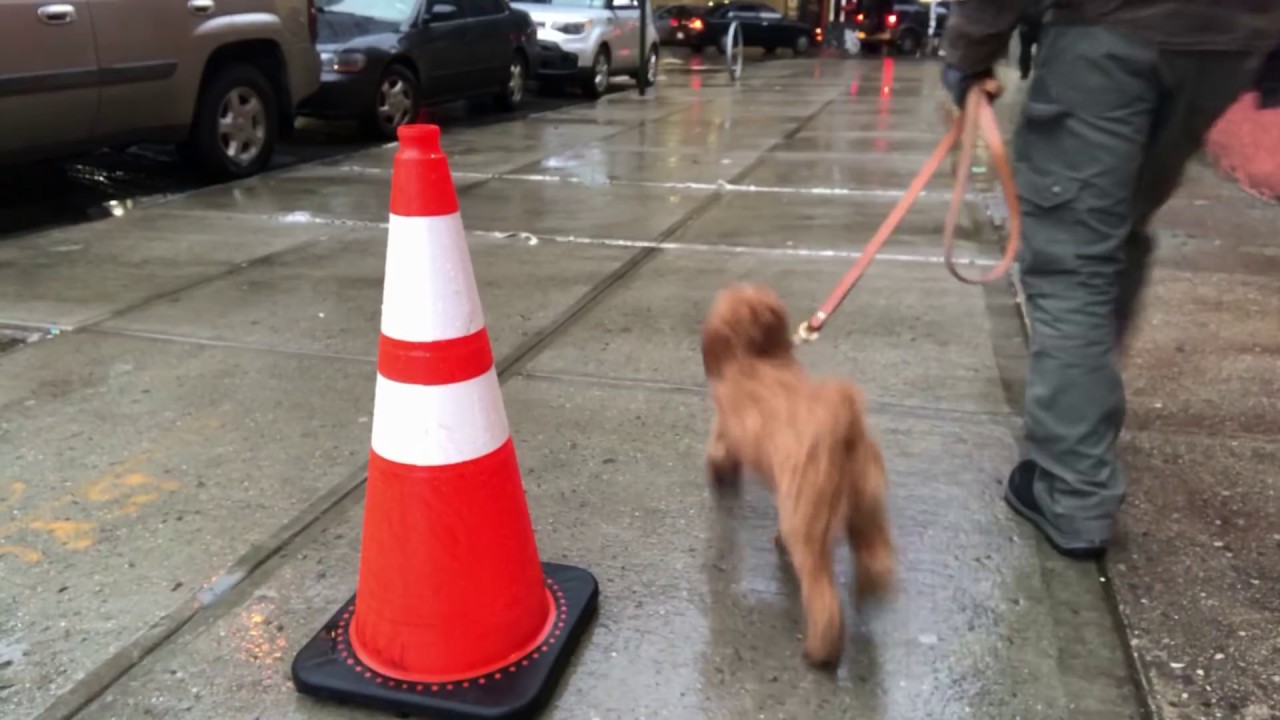 peter caine dog trainer youtube Positive Puppy Training without treats or food