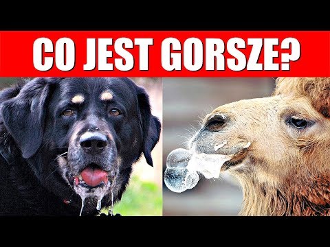 🔴 CO JEST GORSZE?! 🔴 [#3]