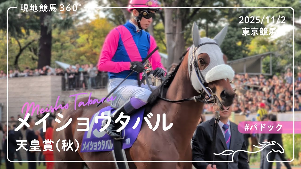 メイショウタバル | 天皇賞(秋) | パドック | 2025/11/2 | 東京競馬場
