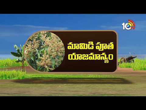 Precautions on Mango Flowering Stage | Mango Cultivation | Matti Manishi | 10TV