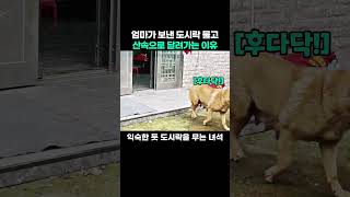 엄마가 보낸 도시락 물고 산속으로 뛰어가는 시골 댕댕이