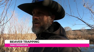 Beaver Trapping. The Dam Crossover