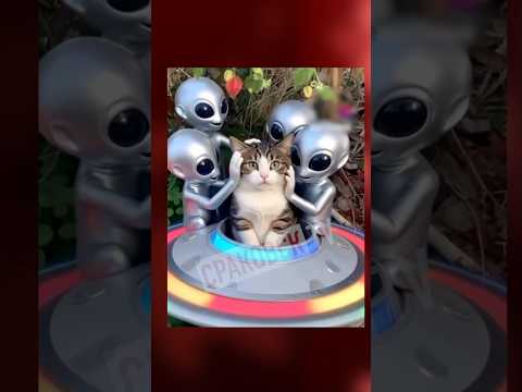 Инопланетяне похитили кота 👽 #прикол #нло #кот