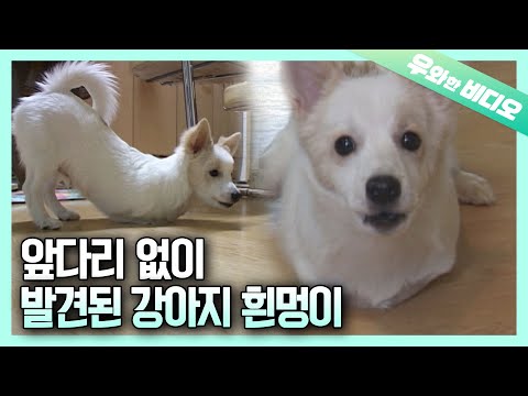 앞다리가 없어 태어나자마자 버려진 강아지┃Dog that Got Abandoned For Not Having Forelegs