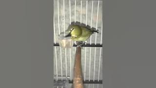 Pleci Macok Muria Sematawayang