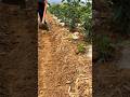 Young farming#farmlife #nature #gardening #asmr #farming101 #agriculture #fyp