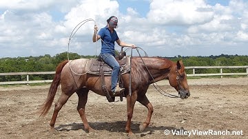 Baron Dual - flag and rope! - ValleyViewRanch.net