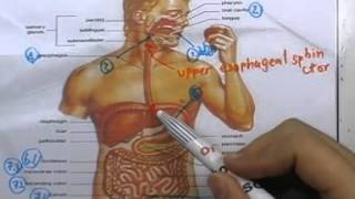 ormBio ver2 : ระบบย่อยอาหาร ตอน01