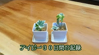 アイビー Youtube