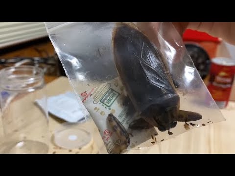 タガメ食べよう - YouTube