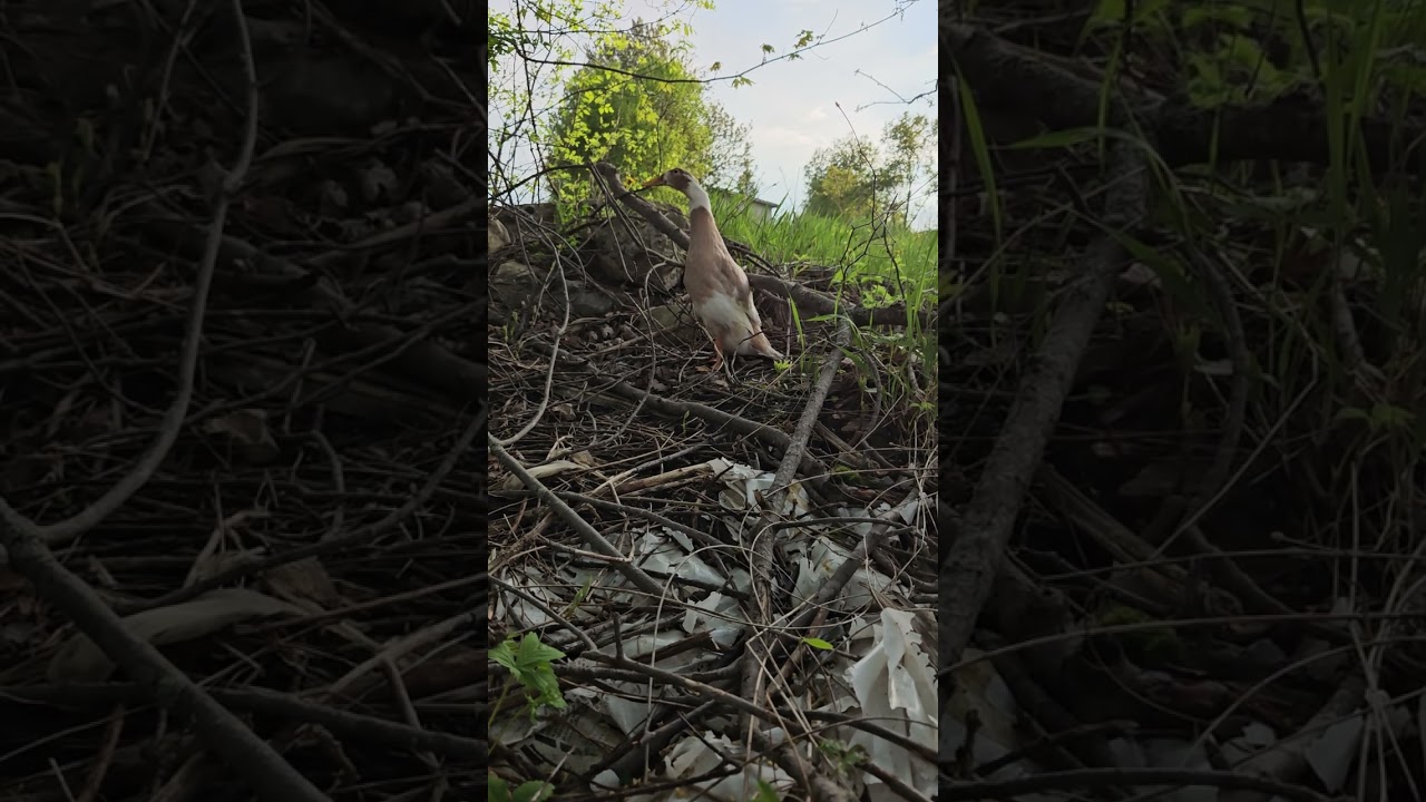 Lost and found. Sugar was spooked across the stream 