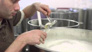 The Kombucha Shop - Brew Happiness Net Worth