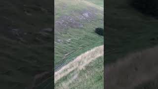 Cattle Cow Loses Balance and Rolls Downhill