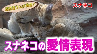 スナネコ姉妹 ○○の瞬間を初激写！