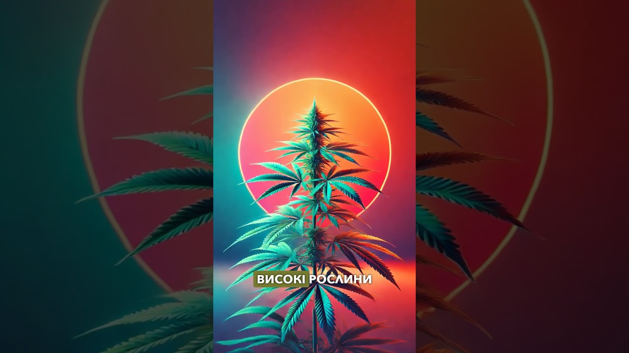 Насіння конопель. Сатива та індика: у чому різниця?