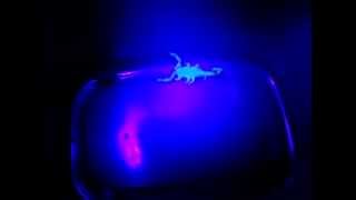 World's Deadliest - Glowing Scorpions Hunt Prey