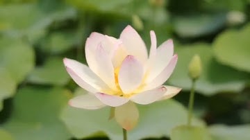 سورة طه كاملة القارئ انس محمد