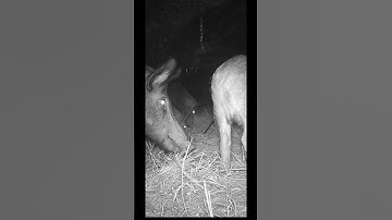 Hogs! Pig Brig is ready. Time to set the trap! #hunting #hogs #trapping #pigbrig