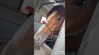 I Got The Horses In The Back