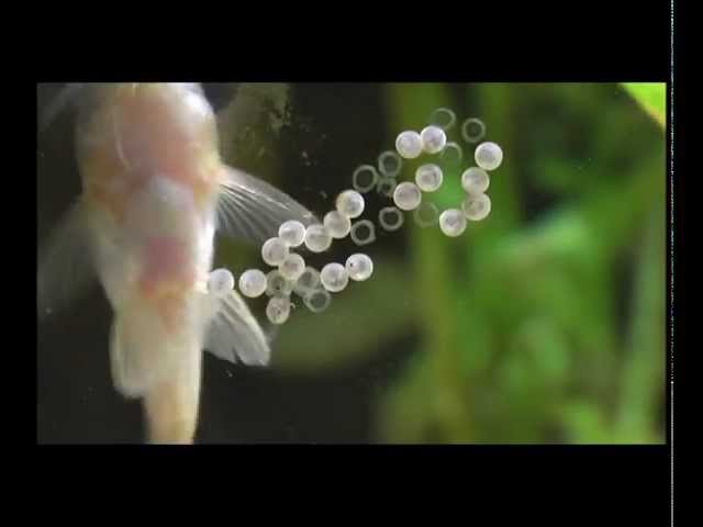 Watch Eclosion Corydoras Aeneus.wmv on YouTube.