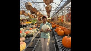 Pumpkin Picking Goes Terribly Wrong