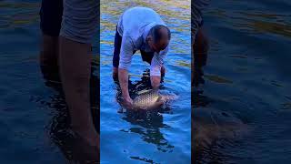 Великий Короп 12  кг, рибалка 2024 #carpfishing , big fish #fishing #carp