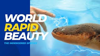 The Insane Biology of: Electric Eels