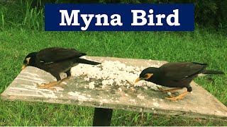 Myna Bird Full Documentary | Myna Bird Eating & Care | Myna bird bathing | Myna Sound & Singing screenshot 3