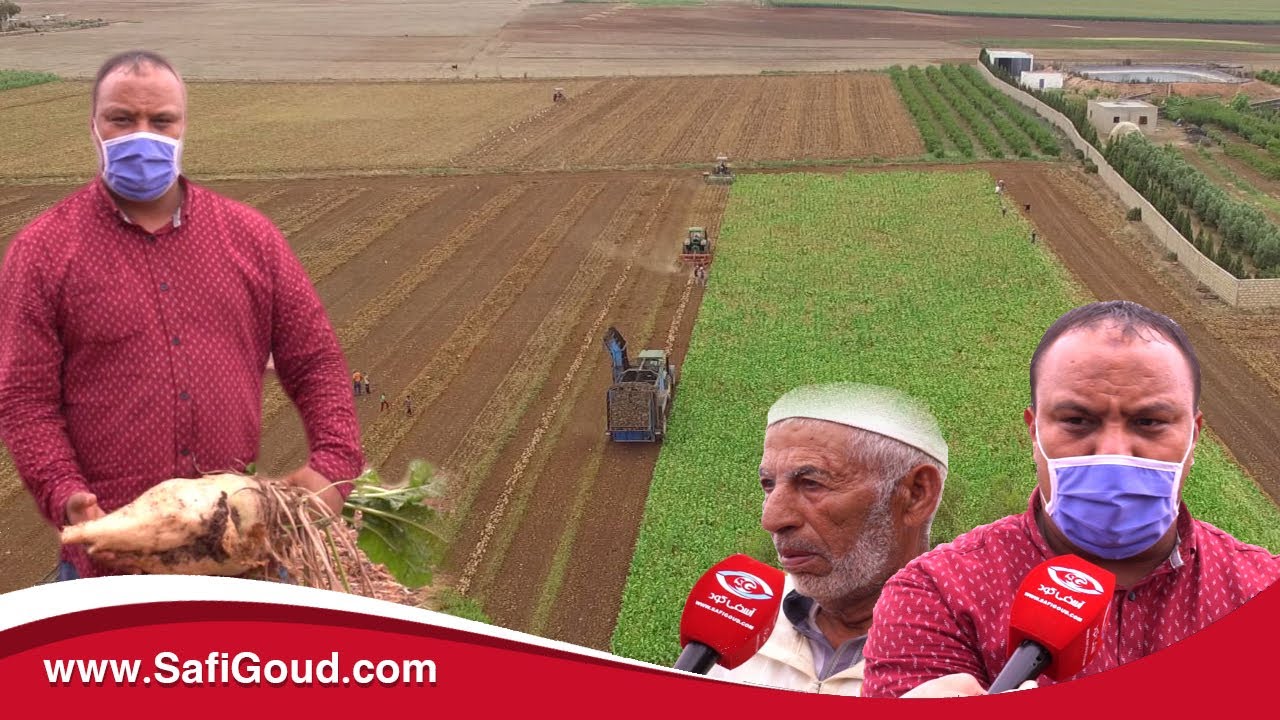 رشيد بوكَطاية يقود ثورة فلاحية بجماعة مول البركَي ومحصول الشمندر السكري يحقق نتائج قياسية