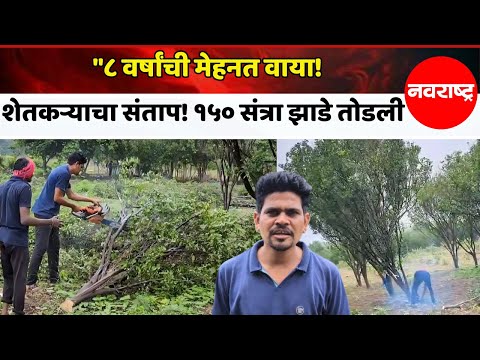 WARDHA "८ वर्षांची मेहनत वाया!  शेतकऱ्याचा संताप! १५० संत्रा झाडांची तोडली