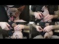 How We Trim Our CATS Nails ✂️ So Funny & Cute | Don SPHYNX の動画、YouTube動画。