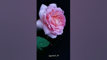 تلاوة مباركة من سورة ألنازعات. ألشيخ رعد محمد ألكردي