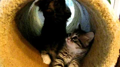 Video 349381: siberian kitten, litter mates, black kitty