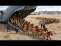 How China Revived Entire Desert With Just 11 Nearly Extinct Horses Make US Scientist Must Astonished