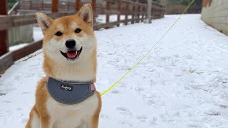 Shiba Inu Has a Beautiful Snow Day