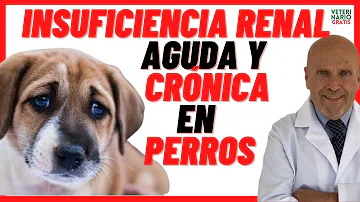 ¿Cuáles son los signos de insuficiencia renal en los perros?