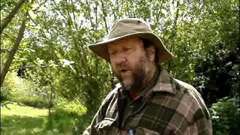 Removal of sucker from base of fruit tree