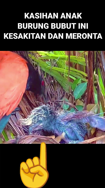ANAK BURUNG BUTBUT MERONTA-RONTA #burungbubut  #wildbirds