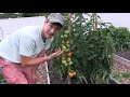 Complete Heirloom Tomato Tour & Harvest! + A first Look at A NEW Tomato Variety