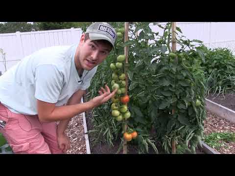 Video: Azoychka Beefsteak Tomato - Ketahui Cara Menanam Pokok Tomato Azoychka