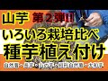 【山芋栽培】山芋いろいろ栽培比べ【第2弾】