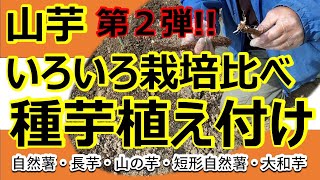 【山芋栽培】山芋いろいろ栽培比べ【第2弾】
