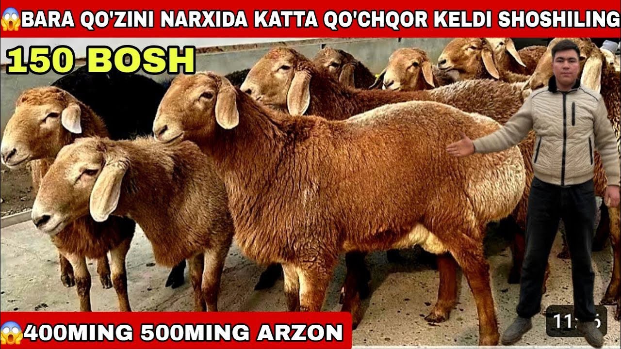 😱150Bosh Urrey Bara Qo’zini Narxida Katta Qo’chqorlar Keldi 500Ming 400Ming Arzon Shoshiling