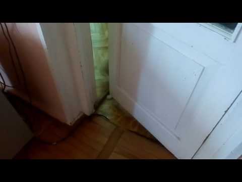 კატა აღებს კარებს