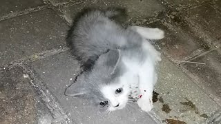 The kitten bitten by a stray dog lay moaning and screaming, waiting for help