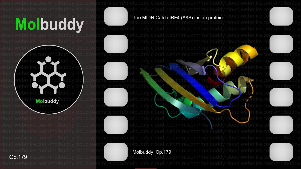 The MIDN Catch-IRF4 (A8S) fusion protein ･ Molbuddy