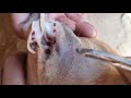 Dogs tick in dogs ear removal helping dog with cleaning ticks from them donjean
