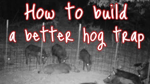 How to build a easy hog trap (better)
