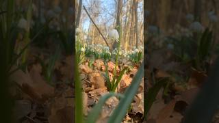 Vielleicht die Lieblingspflanze unseres Bundeskanzlers? #natur #umwelt #wald