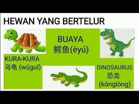 Mengenal Nama  Hewan  Bertelur  Dalam Bahasa Mandarin YouTube